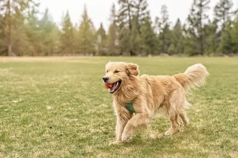 GOLDEN RETRIVER CHE CORRE